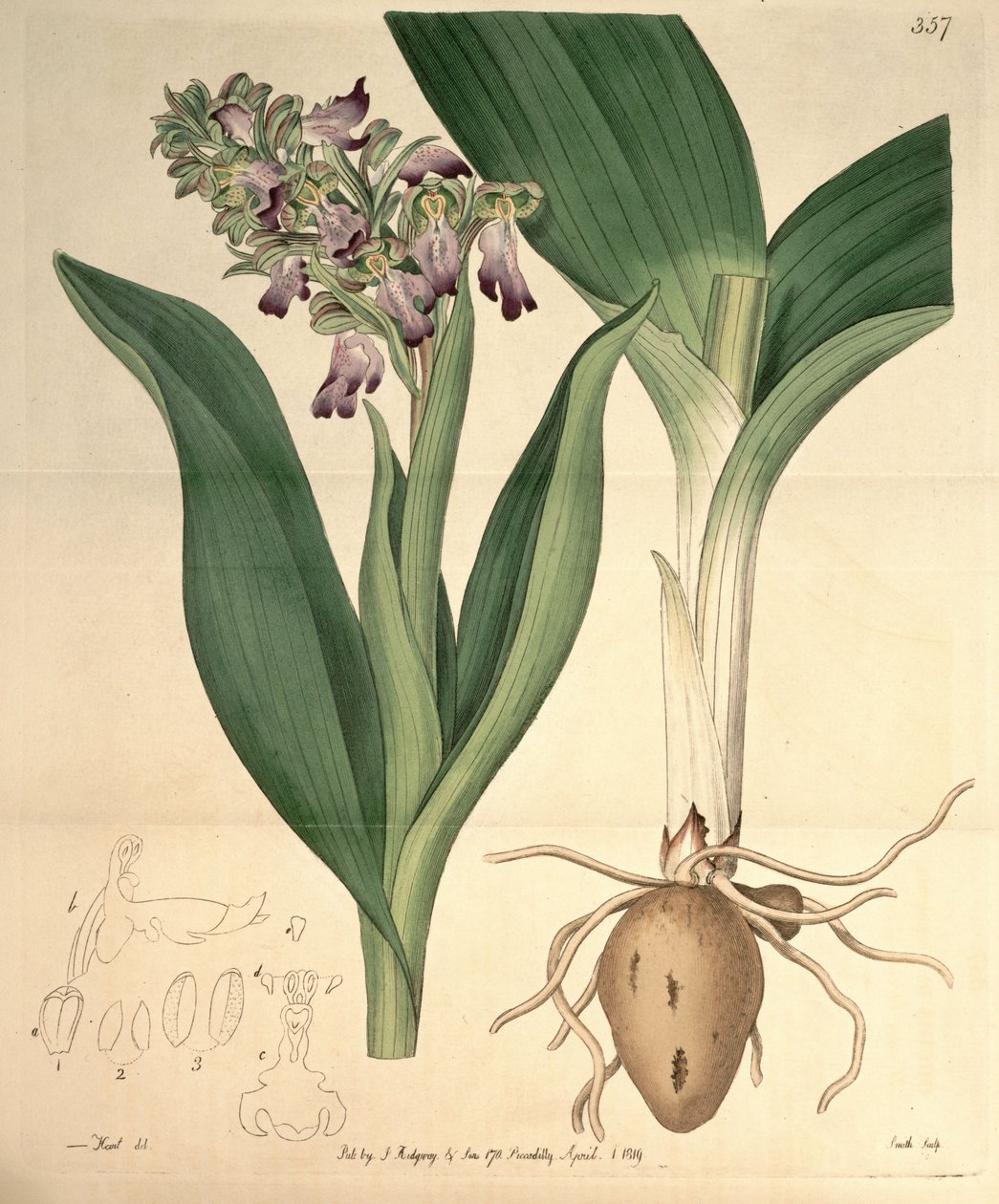 Illustration af Barlia robertiana (som syn. Orchis longibracteata Biv.) af M. Hart