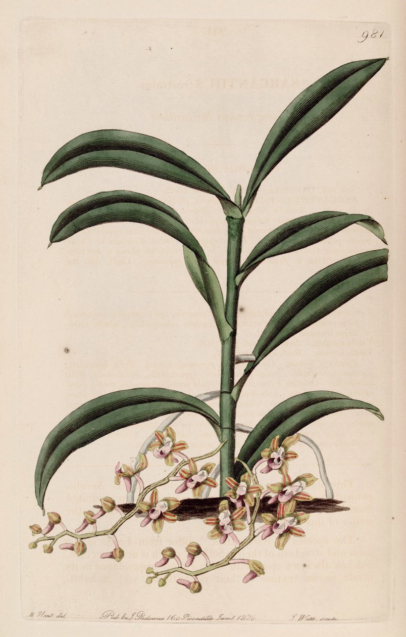 Illustration af Cleisostoma recurvum (som syn. Sarcanthus rostratus) af M. Hart