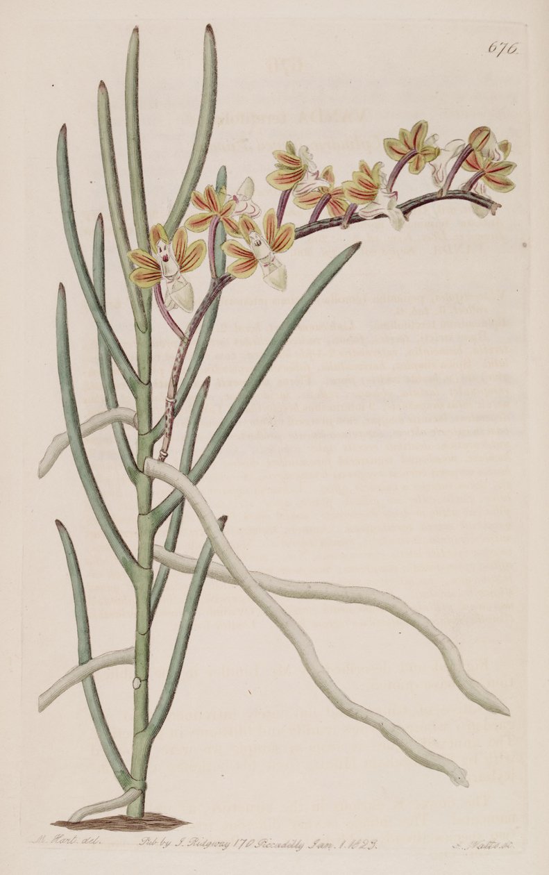 Illustration af Cleisostoma simondii (som syn. Vanda teretifolia) af M. Hart