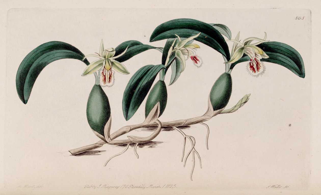 Illustration af Coelogyne fimbriata af M. Hart