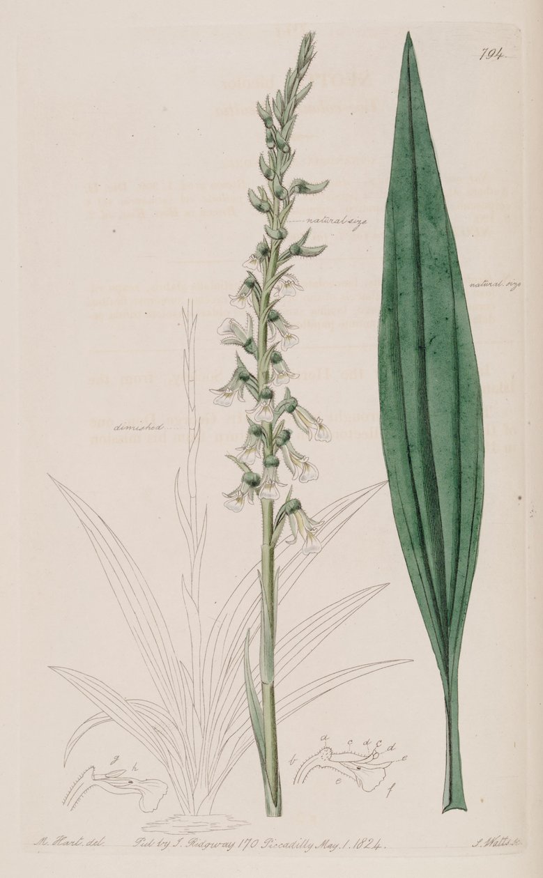 Illustration af Cyclopogon bicolor (som syn. Neottia bicolor) af M. Hart
