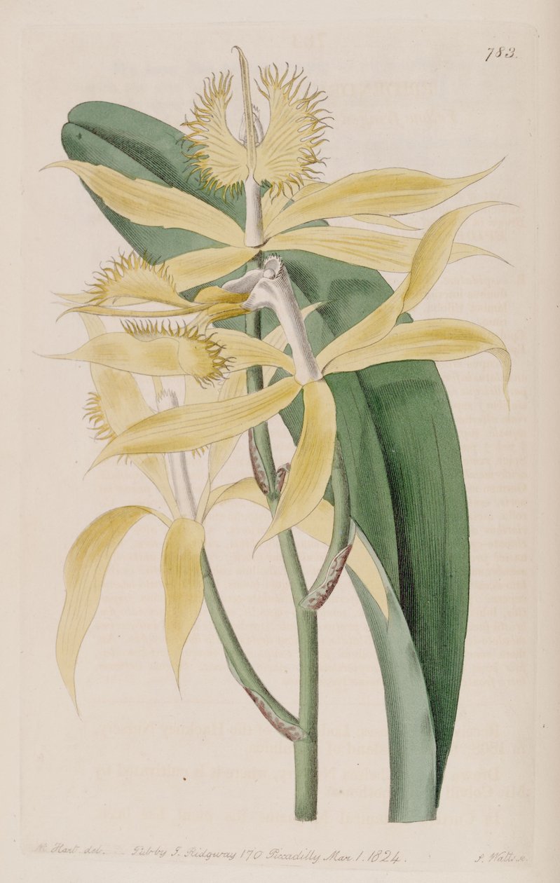 Illustration af Epidendrum ciliare (som syn. Epidendrum cuspidatum) af M. Hart