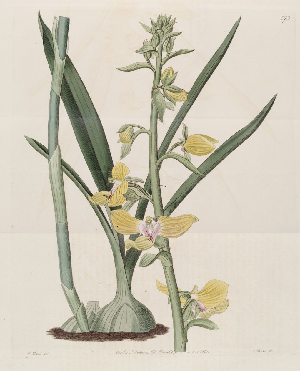 Illustration af Eulophia speciosa (som syn. Lissochilus speciosus) af M. Hart