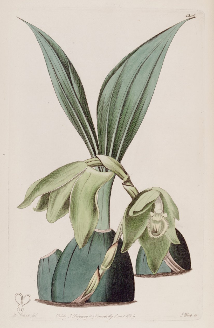 Illustration af Ida ciliata (som syn. Maxillaria ciliata) af M. Hart