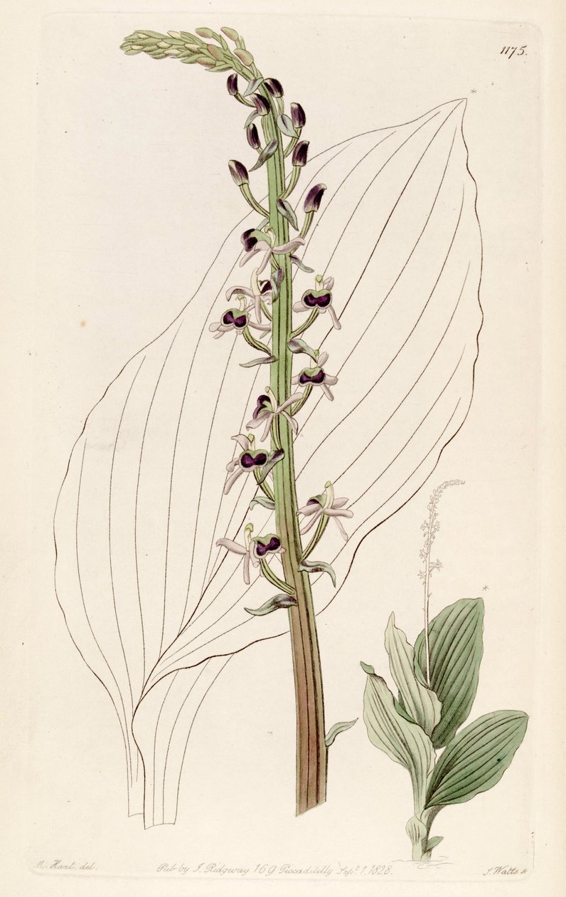 Illustration af Liparis nervosa ssp. nervosa (som syn. Liparis elata) af M. Hart