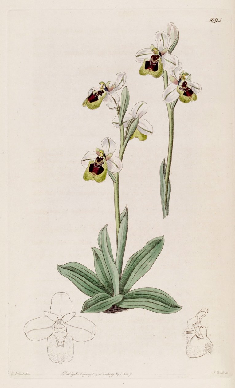 Illustration af Ophrys tenthredinifera af M. Hart