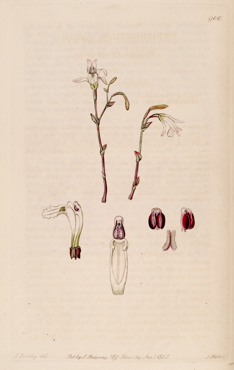Illustration af Pogonia ophioglossoides (som syn. Pogonia pendula) af M. Hart