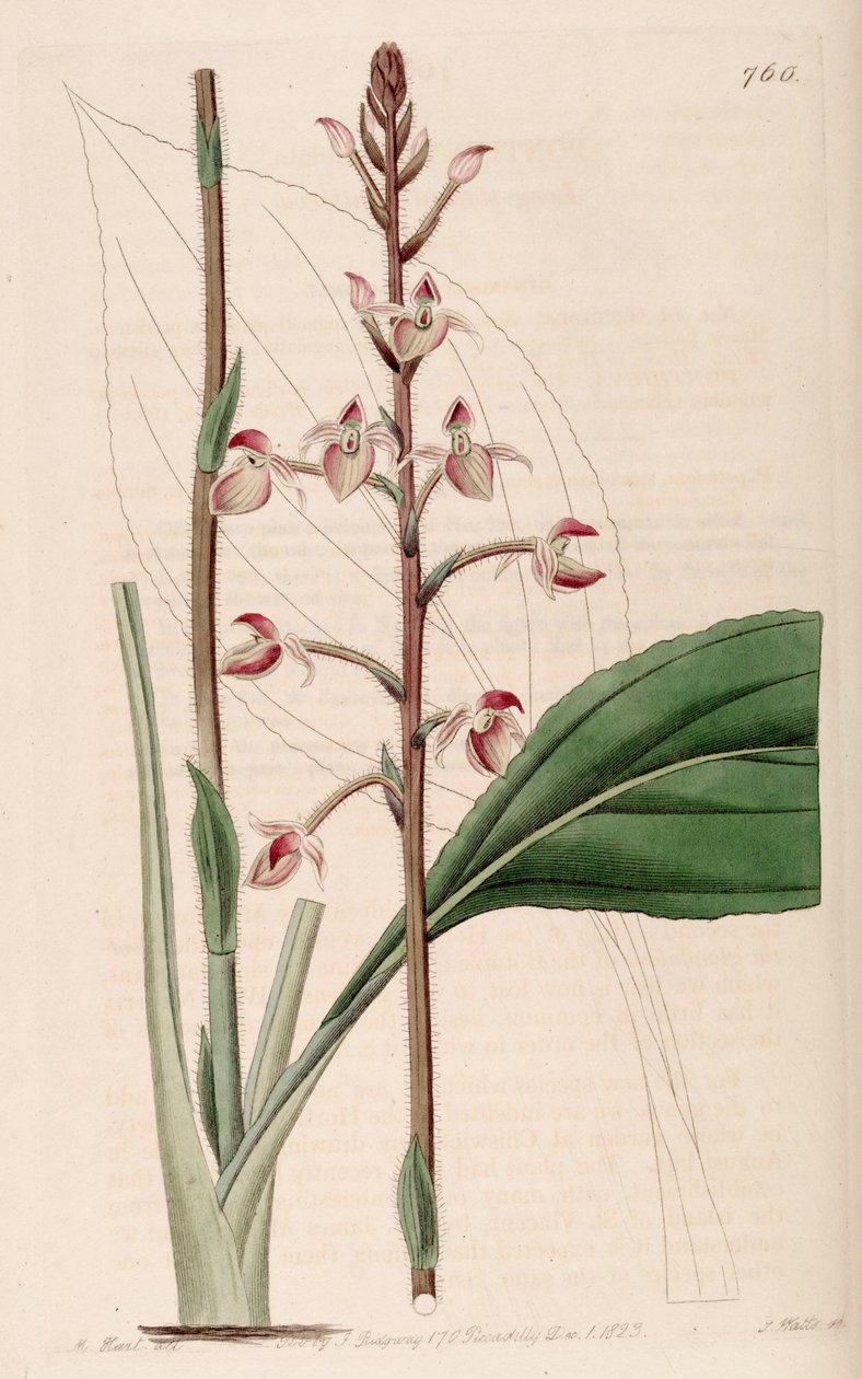 Illustration af Ponthieva petiolata af M. Hart