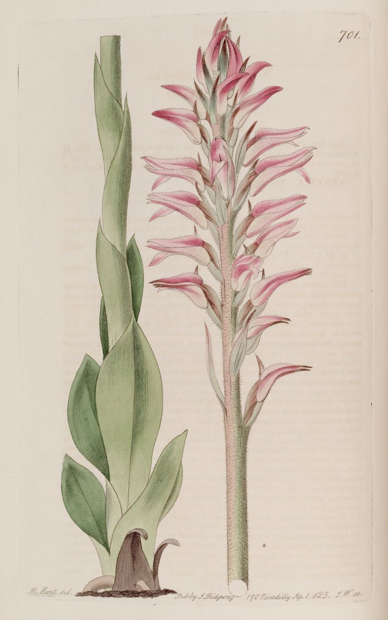 Illustration af Sacoila lanceolata (som syn. Neottia orchioides) af M. Hart