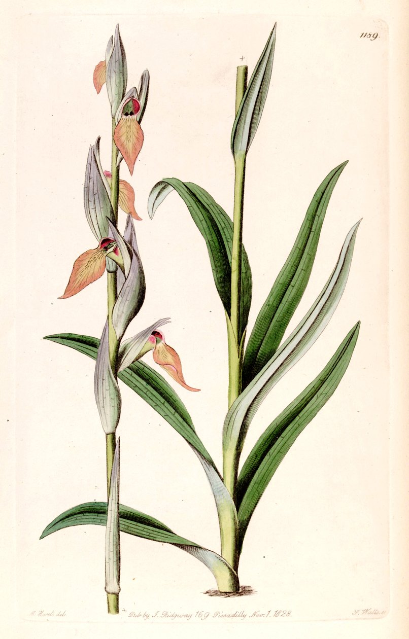 Illustration af Serapias cordigera af M. Hart