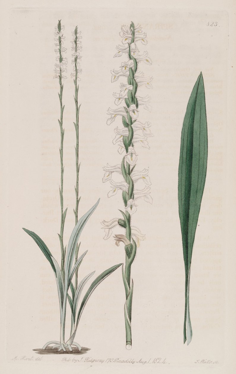 Illustration af Spiranthes cernua af M. Hart