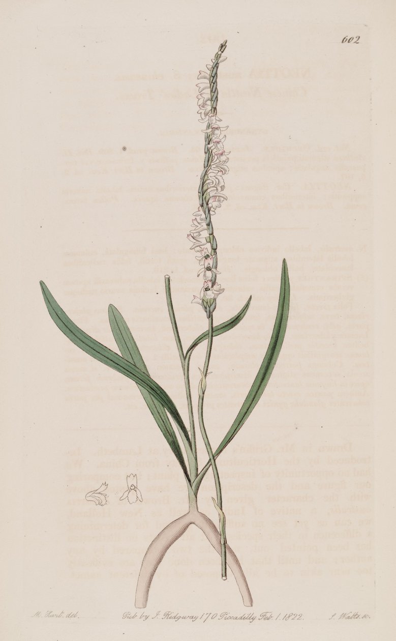 Illustration af Spiranthes sinensis (som syn. Neottia australis) af M. Hart