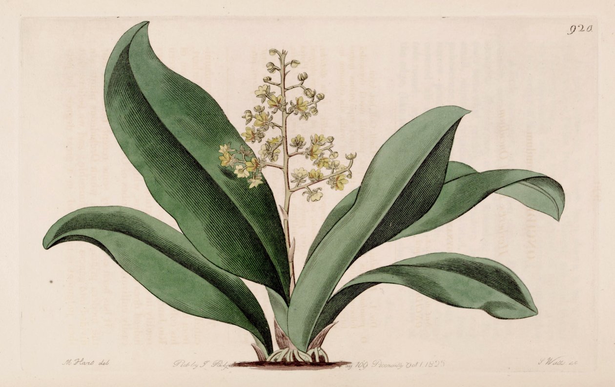 Illustration af Trichocentrum pumilum (som syn. Oncidium pumilum) af M. Hart
