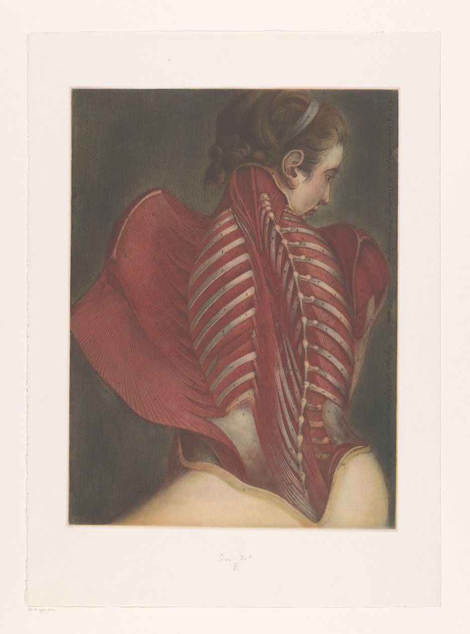 Anatomisk gengivelse af ryggen af M.D. Duplain