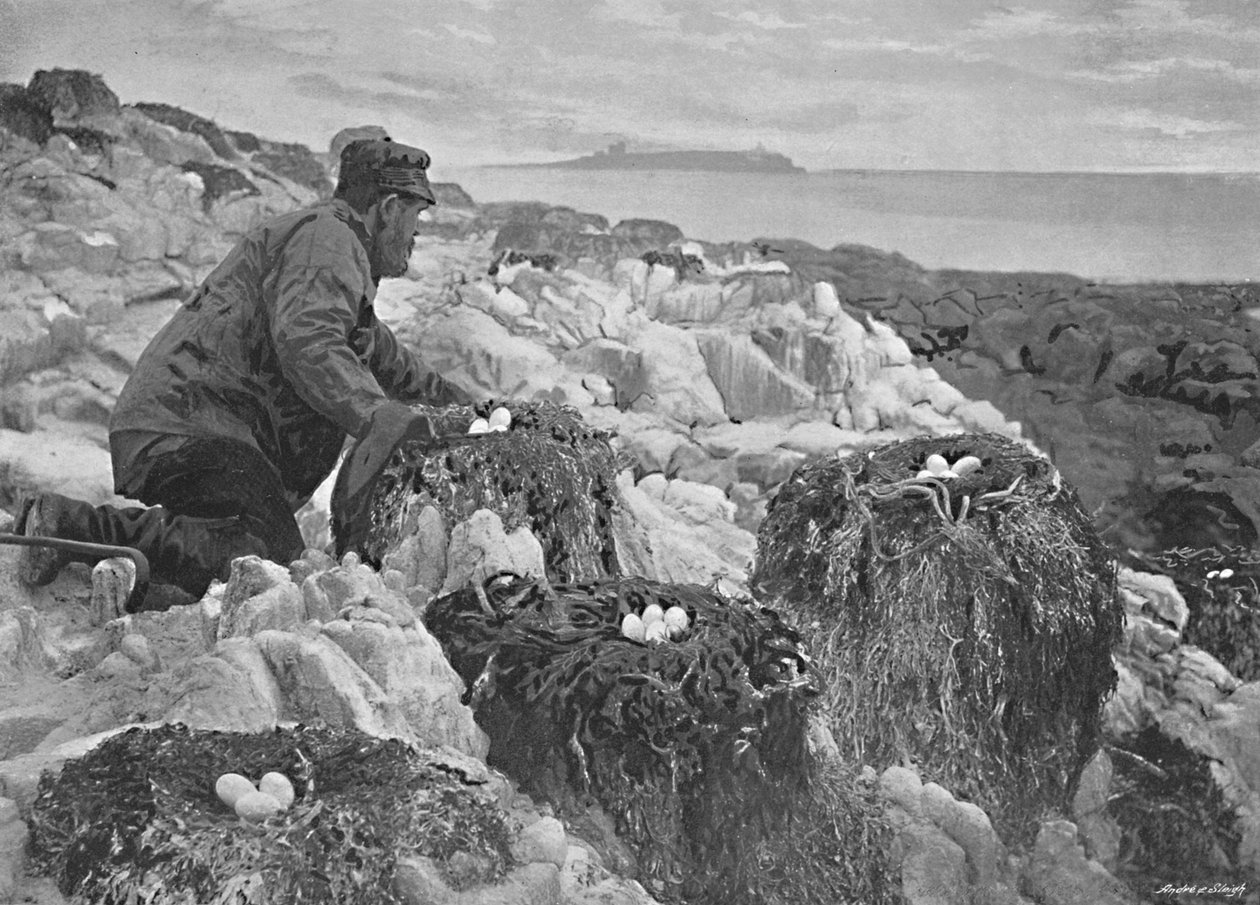 Skarvereder, Farneøerne, c1896 af M. Aunty