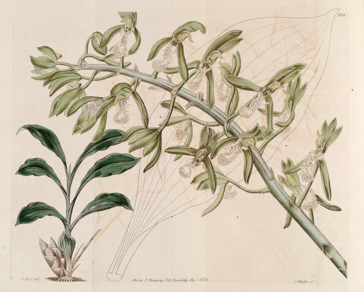 Illustration af Catasetum cristatum af M. Hart