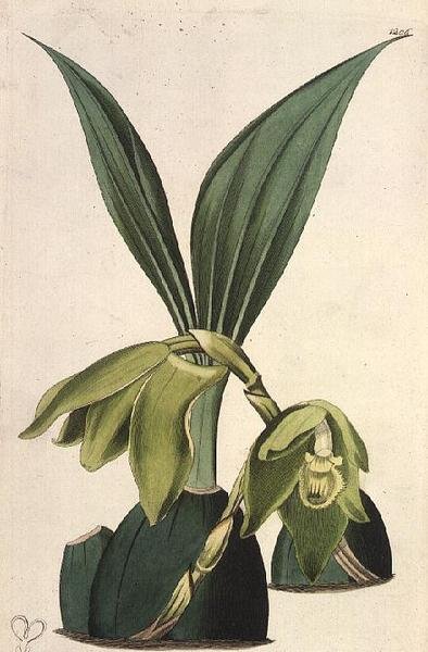 Orchid: Maxillaria ciliaris, af M. Hart (fl.1829), udgivet af I. Ridgway af M. Hart