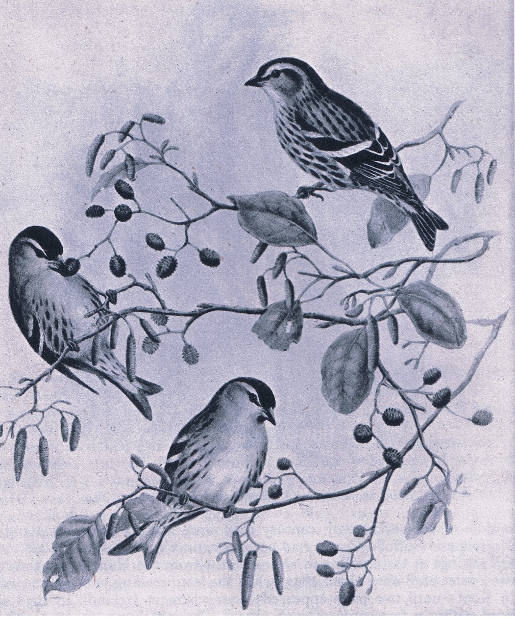 Siskins, Nature in Britain udgivet af Collins, 1946 af M. Hart
