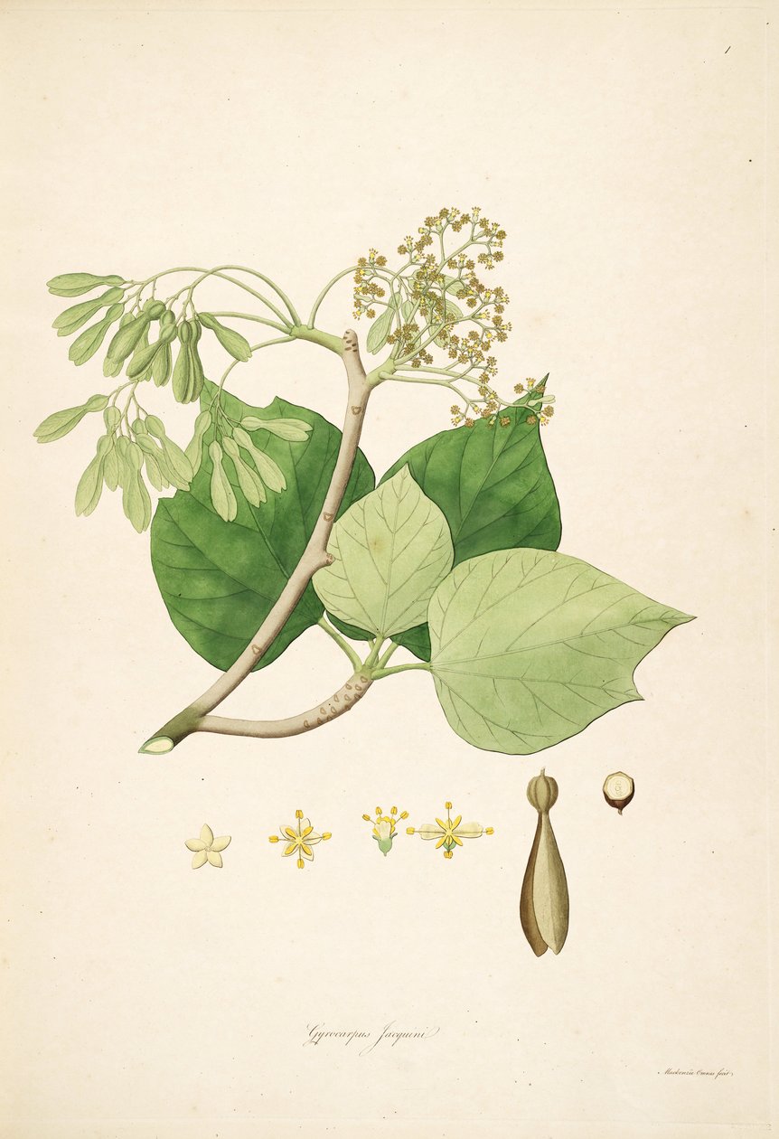 Illustration af Gyrocarpus jacquini (= Gyrocarpus americanus), Hernandiaceae af Mackenzie