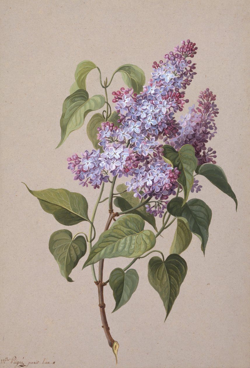 Syren (sort kridt, akvarel og kropsfarvepapir) af Madame Peigne