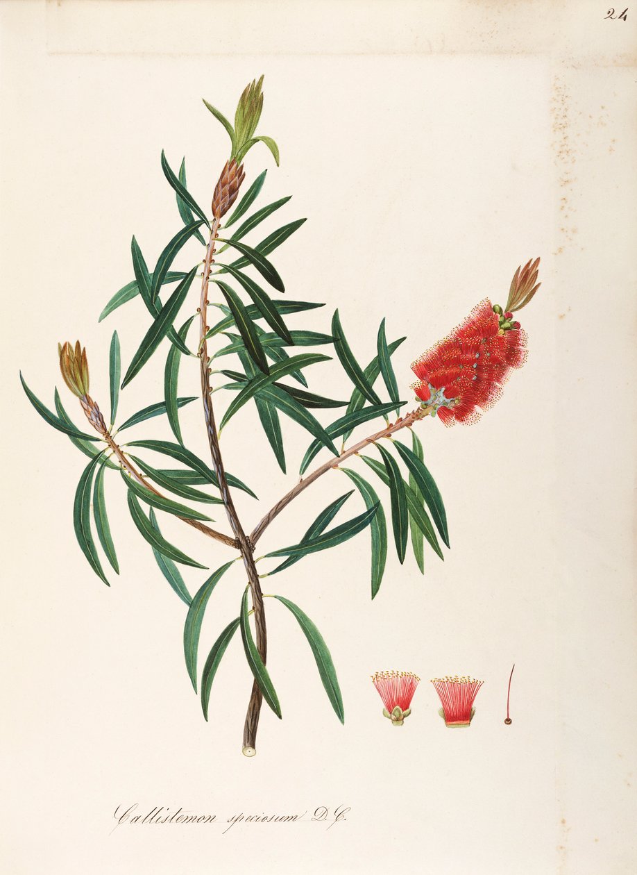 Albany Bottlebrush (Callistemon speciosum DC), Myrtaceae, busk med vedvarende blade, hjemmehørende i Australien, akvarel af Maddalena Lisa Mussino