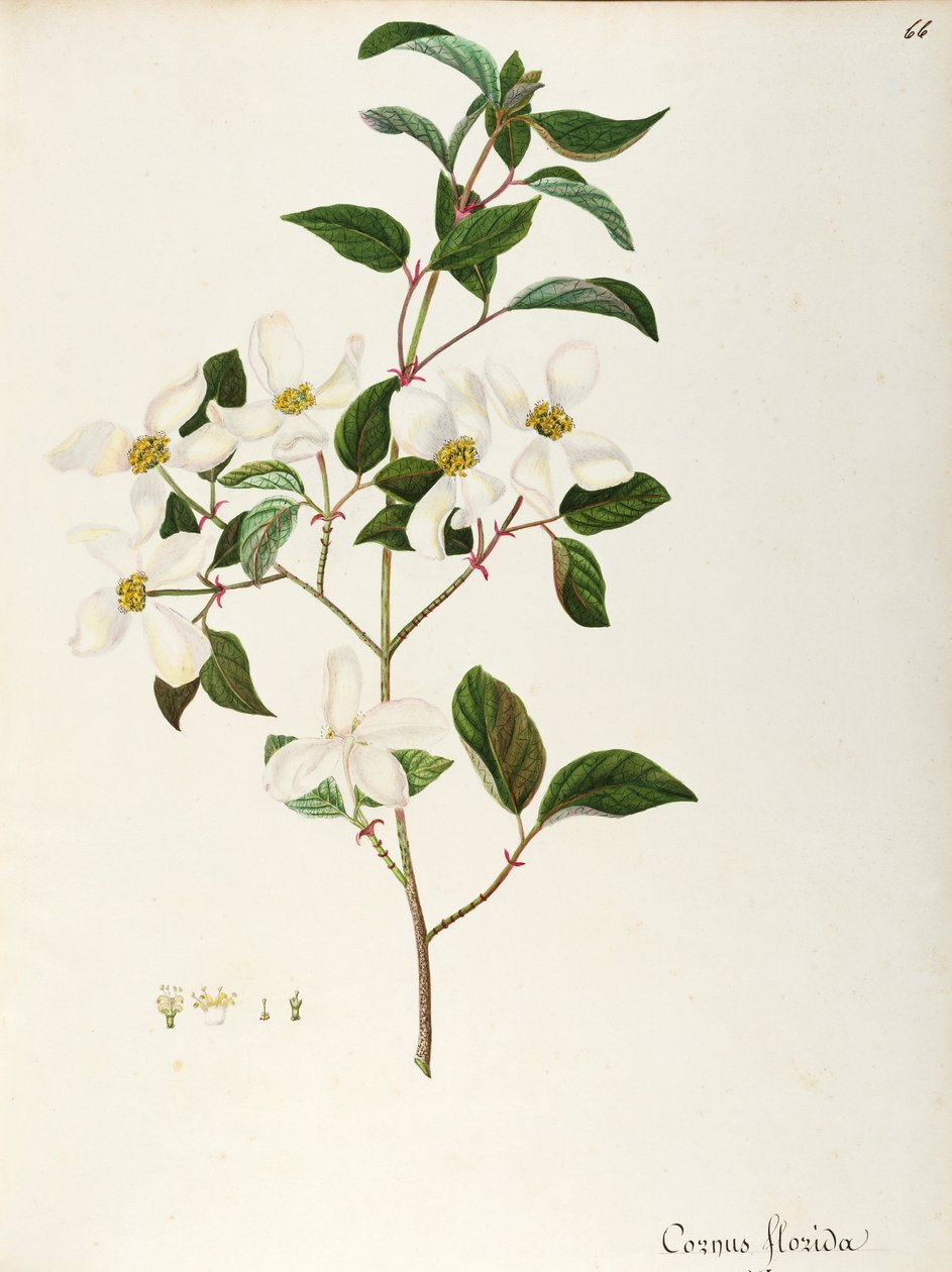 Blomstrende kornel (Cornus florida), Cornaceae, lille træ eller busk hjemmehørende i Nordamerika, akvarel af Maddalena Lisa Mussino