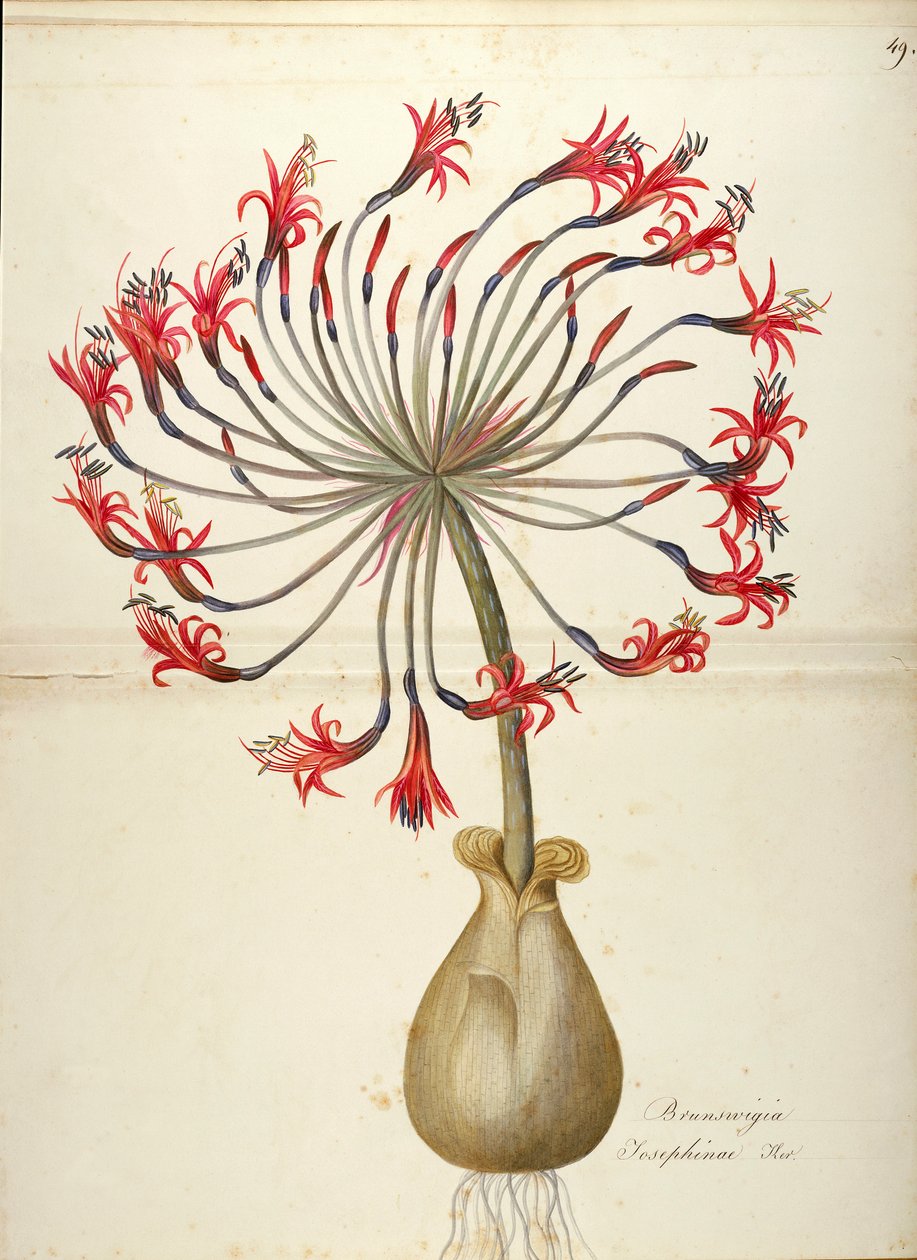 Josephines lilje (Brunsvigia josephinae), Amaryllidaceae af Maddalena Lisa Mussino, akvarel af Maddalena Lisa Mussino