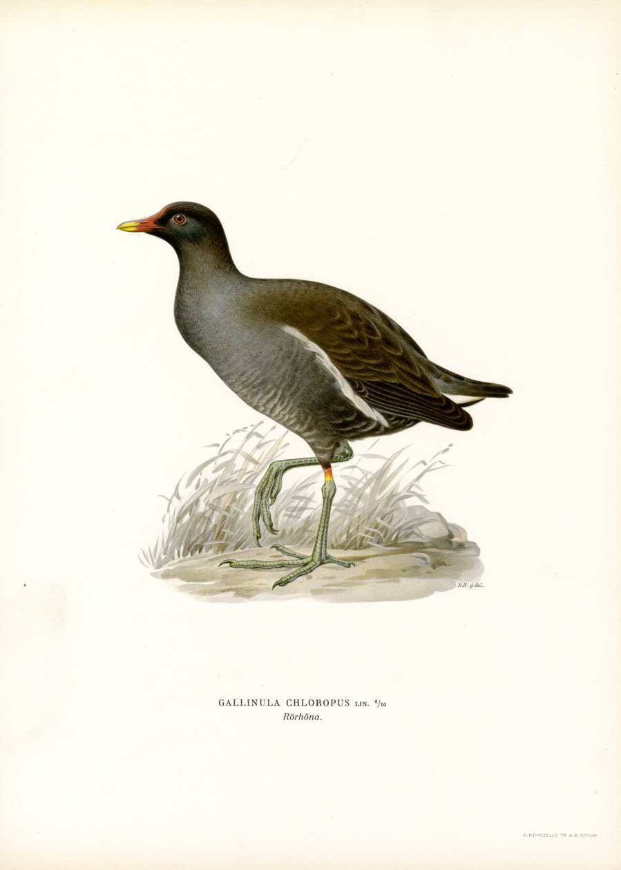 Almindelig mosehøne (farve litho) af Magnus Ferdinand and Wilhelm von Wright