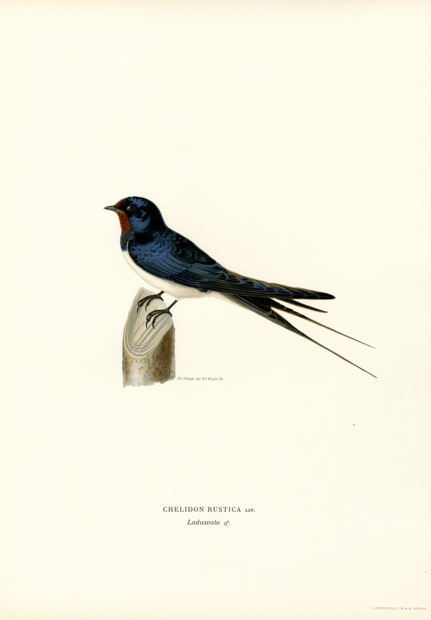 Hussvale (farve litho) af Magnus Ferdinand and Wilhelm von Wright