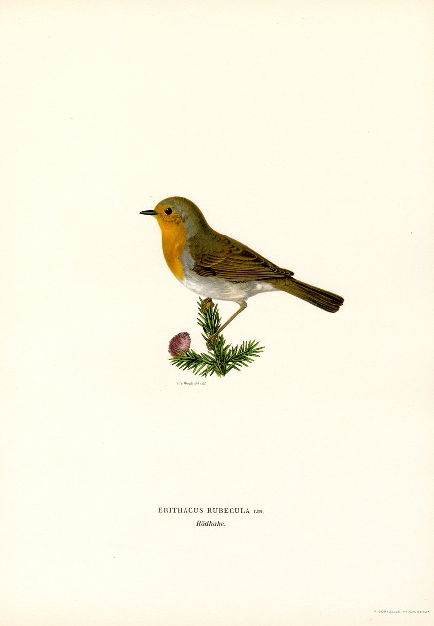 Robin (farve litho) af Magnus Ferdinand and Wilhelm von Wright