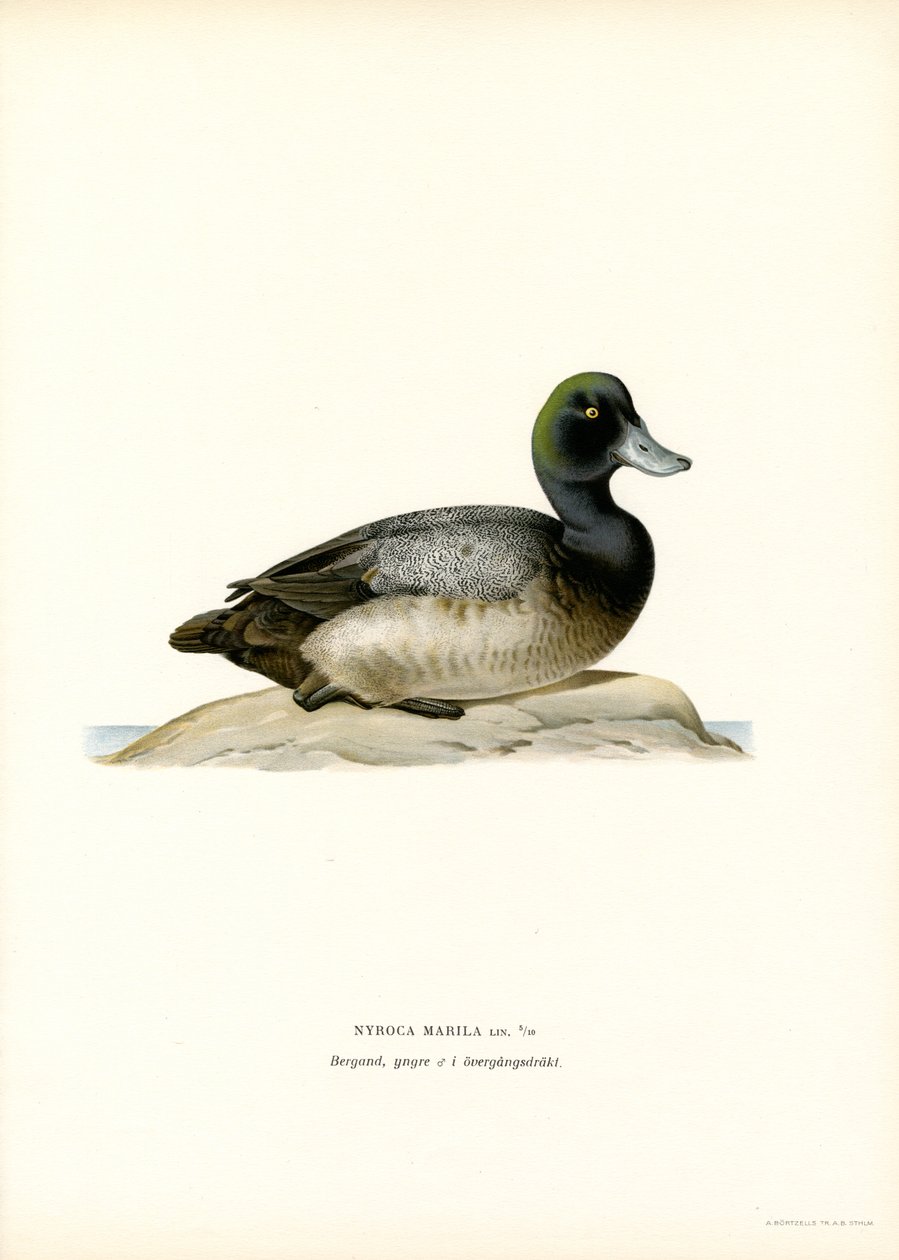 American Scaup Duck (farve litho) af Magnus Ferdinand and Wilhelm von Wright