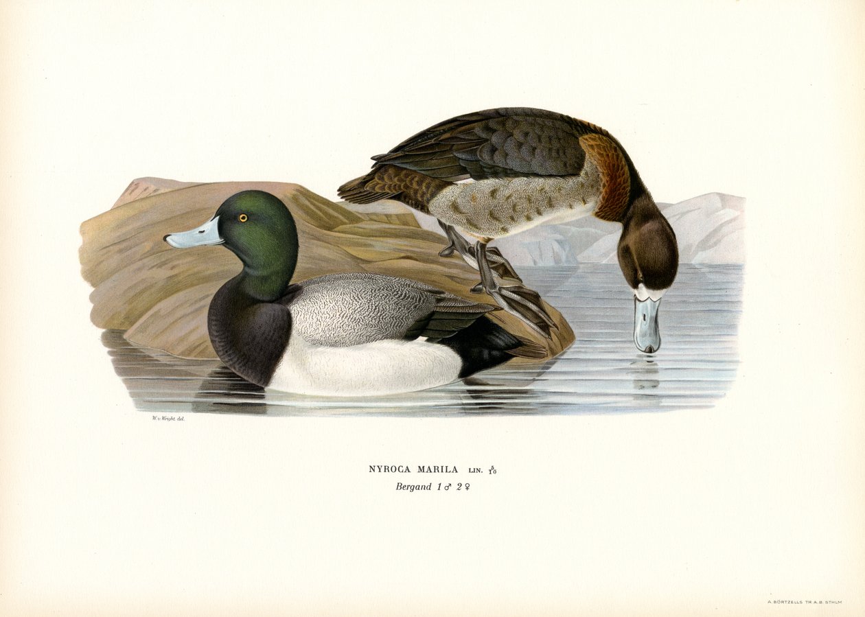 American Scaup Duck (farve litho) af Magnus Ferdinand and Wilhelm von Wright