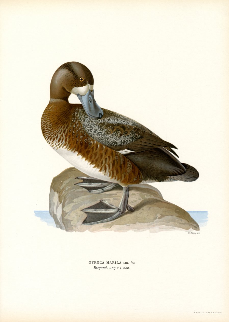 American Scaup Duck (farve litho) af Magnus Ferdinand and Wilhelm von Wright
