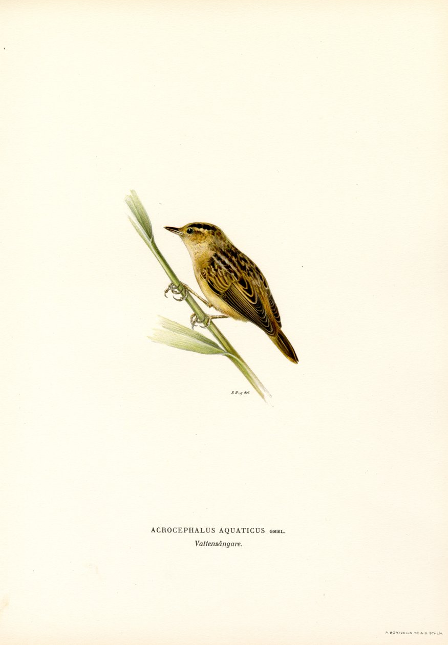 Vandsanger (farve litho) af Magnus Ferdinand and Wilhelm von Wright