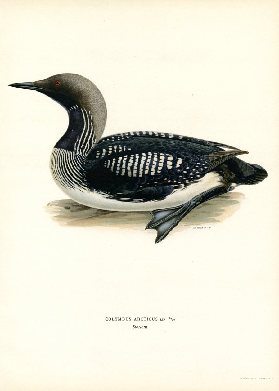 Arctic Loon (farve litho) af Magnus Ferdinand and Wilhelm von Wright