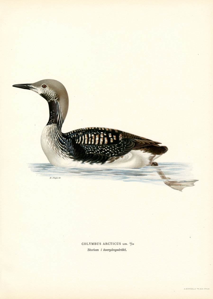 Arctic Loon (farve litho) af Magnus Ferdinand and Wilhelm von Wright