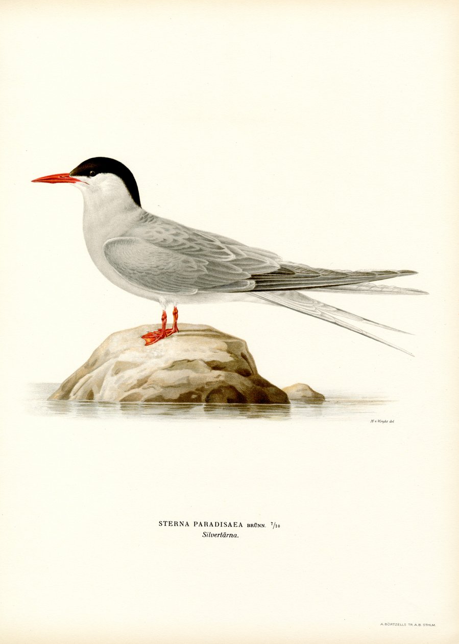 Arktisk tern (farve litho) af Magnus Ferdinand and Wilhelm von Wright