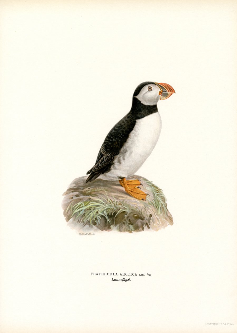 Atlanterhavslunde (farve litho) af Magnus Ferdinand and Wilhelm von Wright