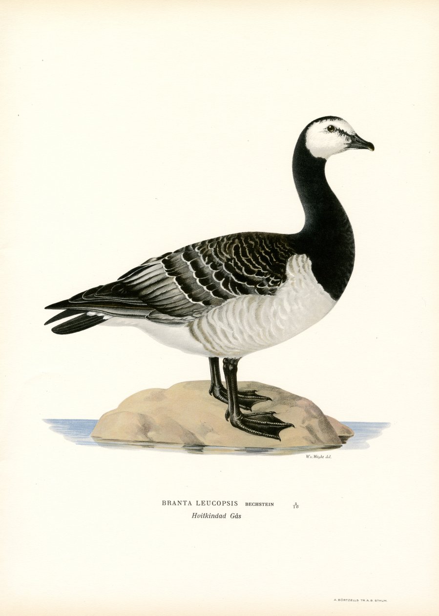 Bramgås (farve litho) af Magnus Ferdinand and Wilhelm von Wright