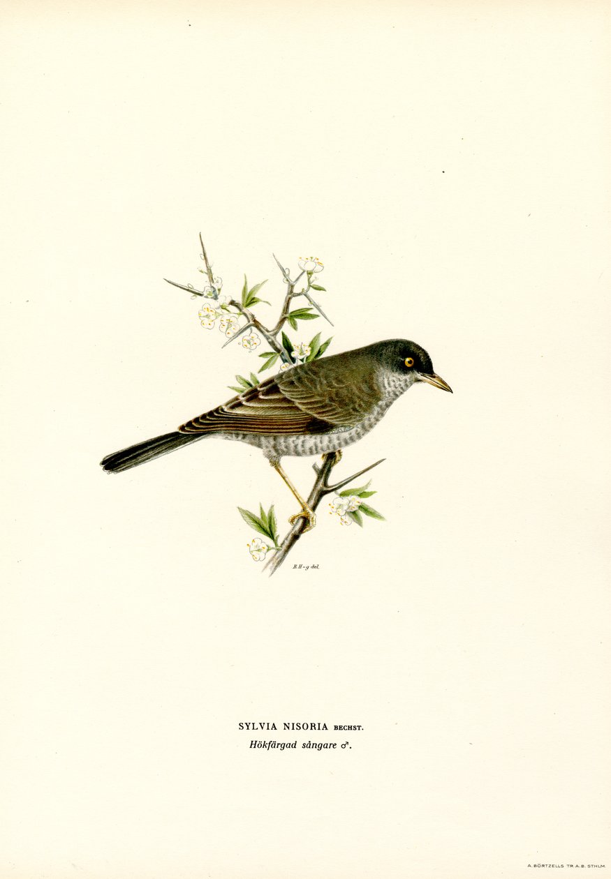 Barred Warbler (farve litho) af Magnus Ferdinand and Wilhelm von Wright