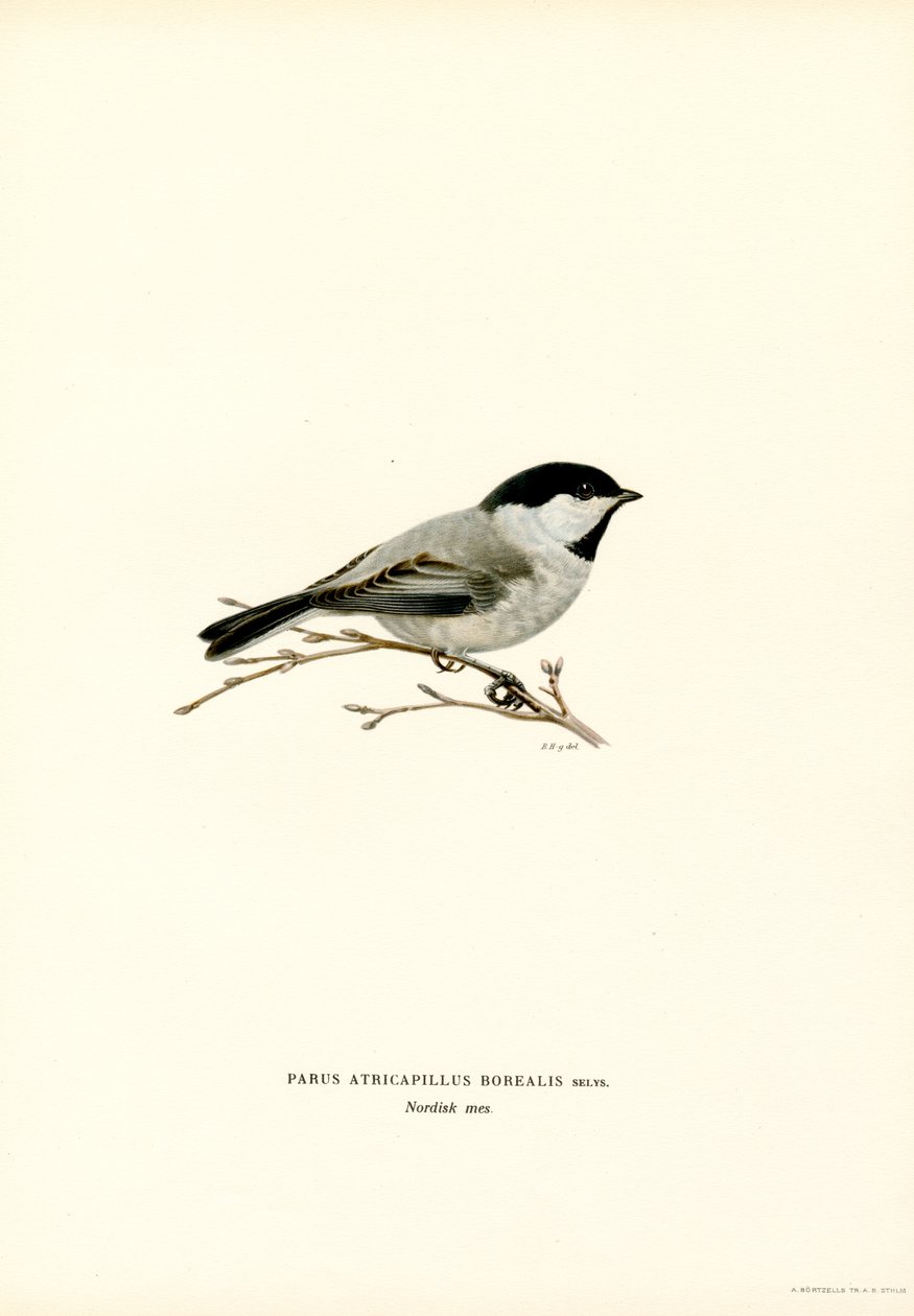 Black-capped Chickadee (farve litho) af Magnus Ferdinand and Wilhelm von Wright