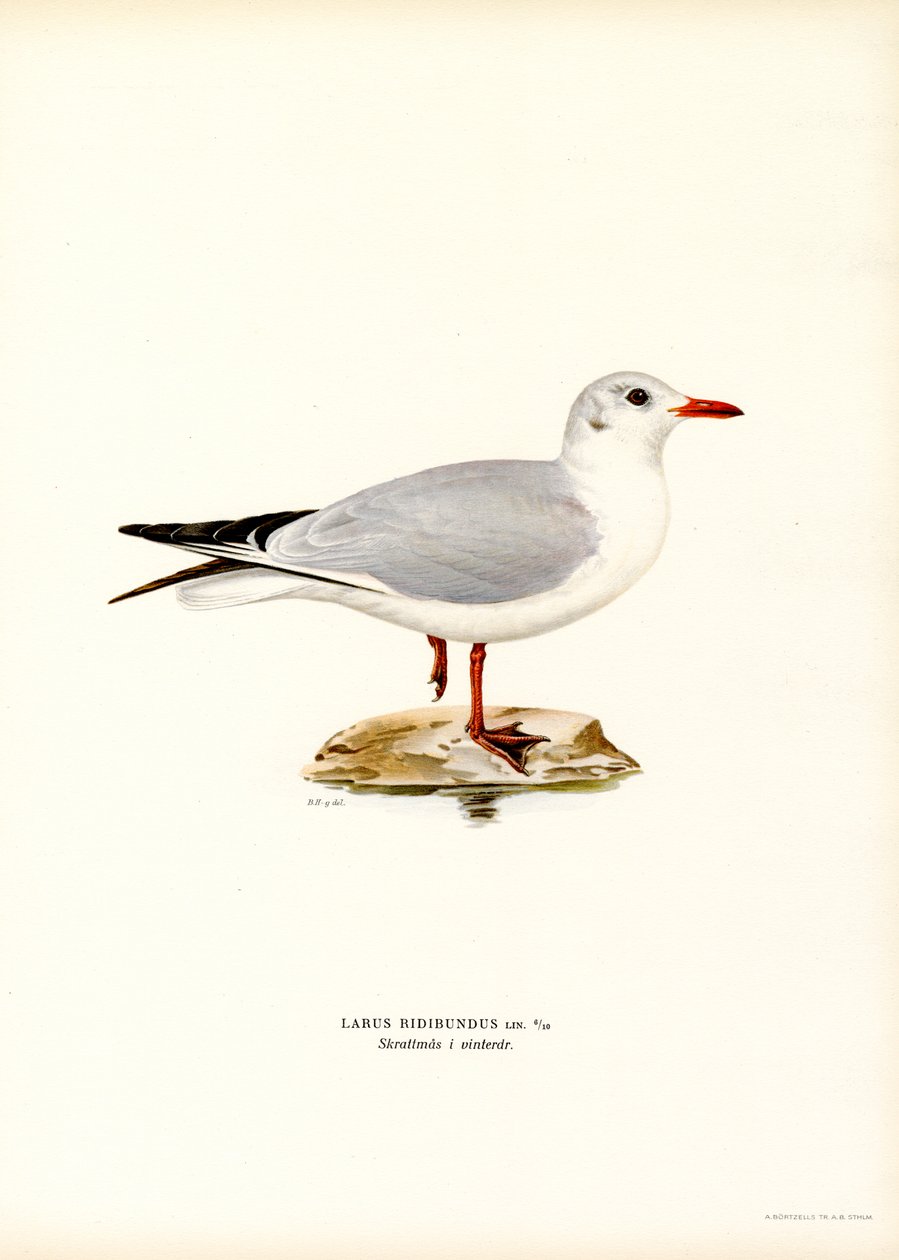 Sorthovedet måge (farve litho) af Magnus Ferdinand and Wilhelm von Wright