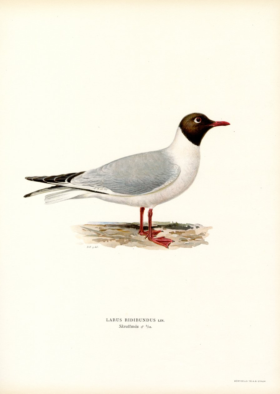 Sorthovedet måge (farve litho) af Magnus Ferdinand and Wilhelm von Wright