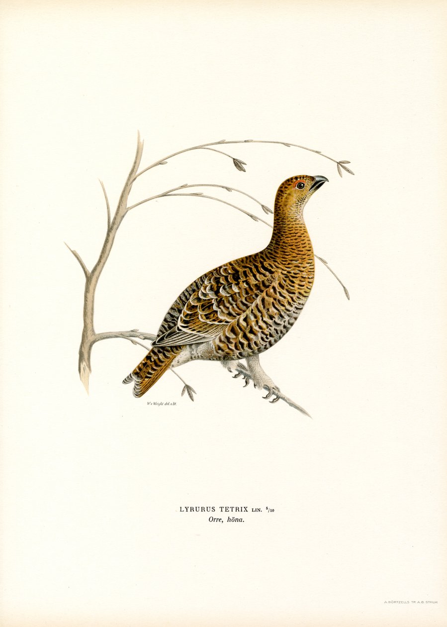 Rype (farve litho) af Magnus Ferdinand and Wilhelm von Wright