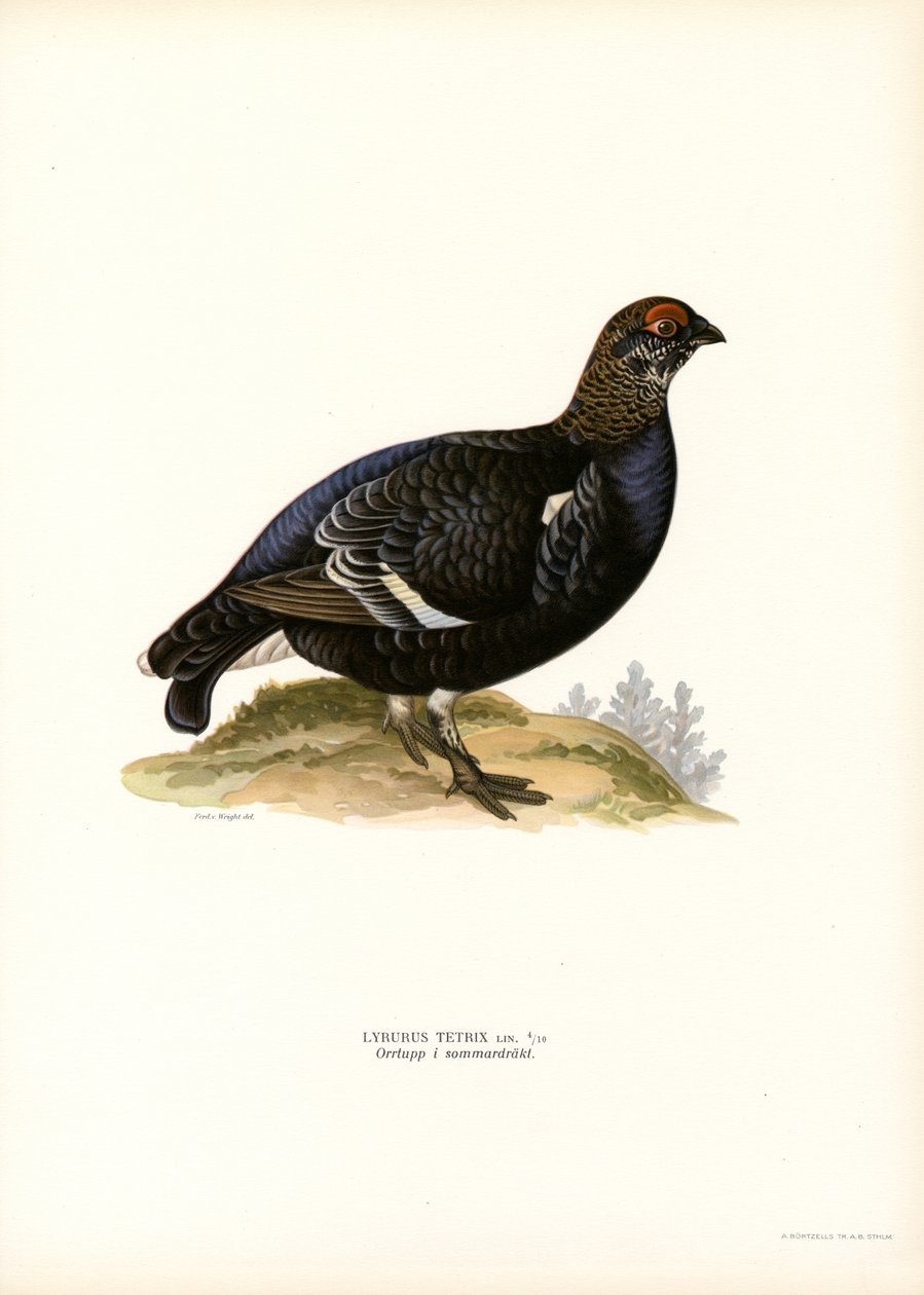 Rype (farve litho) af Magnus Ferdinand and Wilhelm von Wright