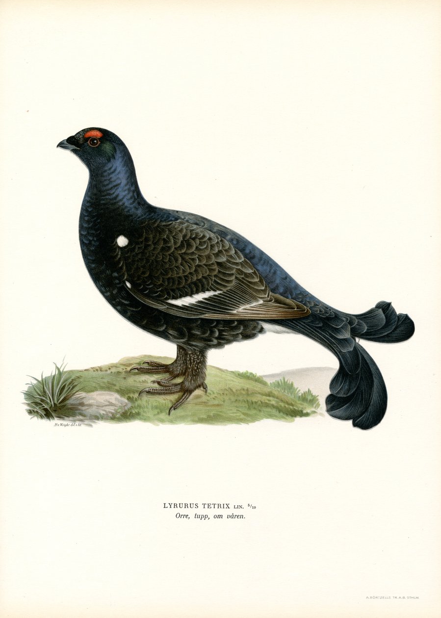 Rype (farve litho) af Magnus Ferdinand and Wilhelm von Wright