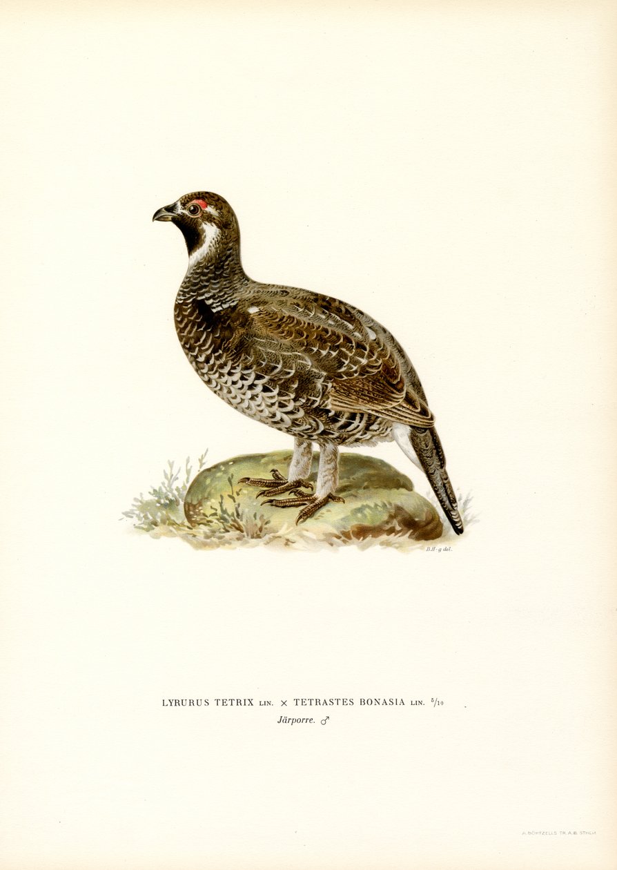 Grouse x Hazel Grouse (farve litho) af Magnus Ferdinand and Wilhelm von Wright