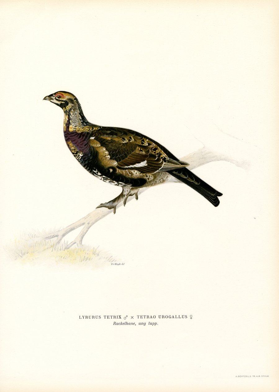 Rype x Western Capercaillie (farve litho) af Magnus Ferdinand and Wilhelm von Wright