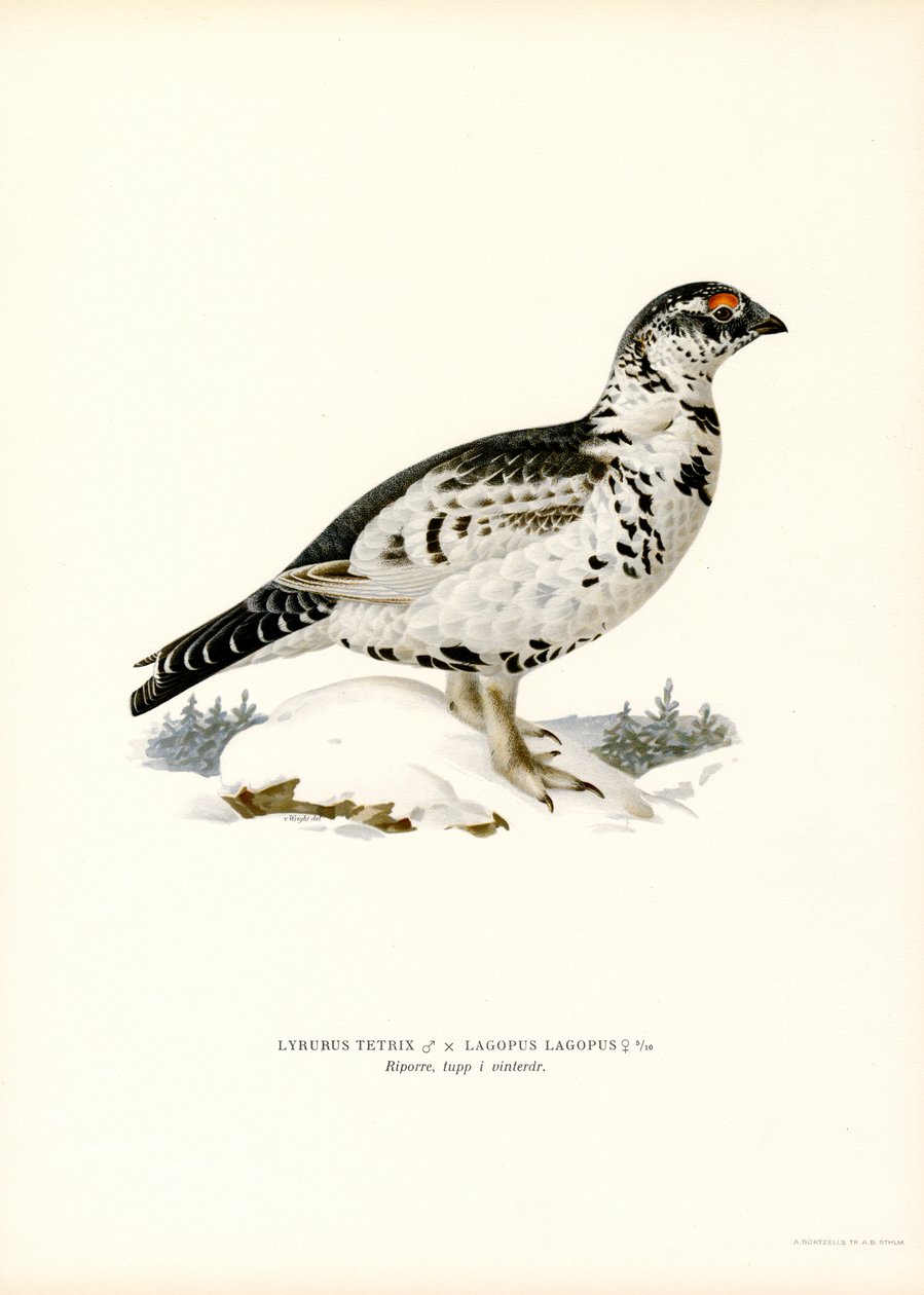 Grouse x Pilrype (farve litho) af Magnus Ferdinand and Wilhelm von Wright