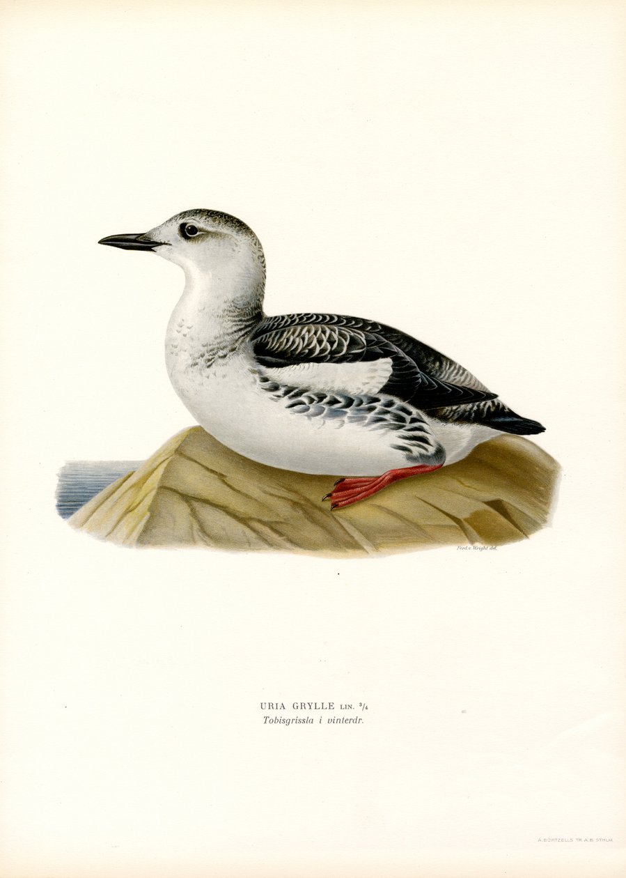 Sort lomvi (farve litho) af Magnus Ferdinand and Wilhelm von Wright